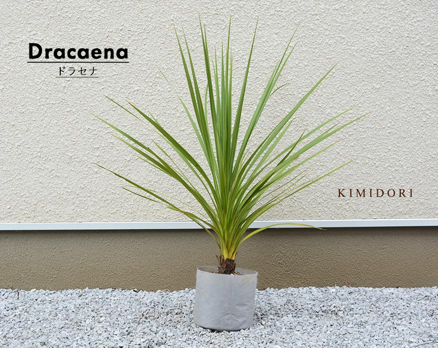 楽天市場】ニオイシュロラン コルジリネ オーストラリス オージー 南国