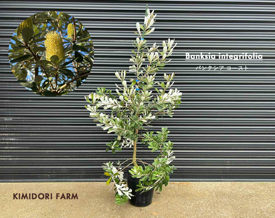 楽天市場】バンクシア コースト 約100-120cm 苗 植木 庭木
