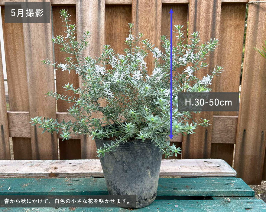 楽天市場】ウエストリンギア ハーブ 約30-50cm オージープランツ