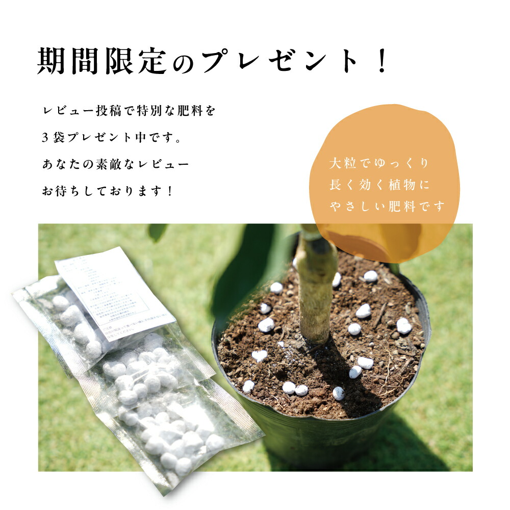 楽天市場】【10%OFF スーパーSALE限定】タチバナ(橘) 【特等2年生苗木