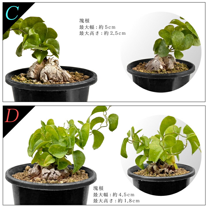 楽天市場】亀甲竜 きっこうりゅう ディオスコレア・エレファンティペス