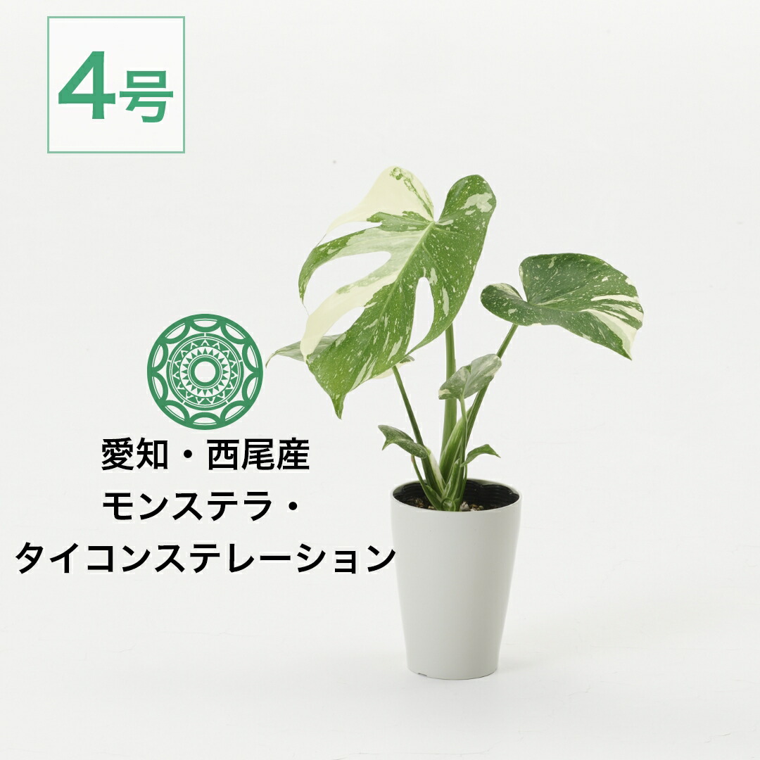 楽天市場】【全品5%off 3/9 23:59まで】観葉植物 モンステラ 4号 タイ