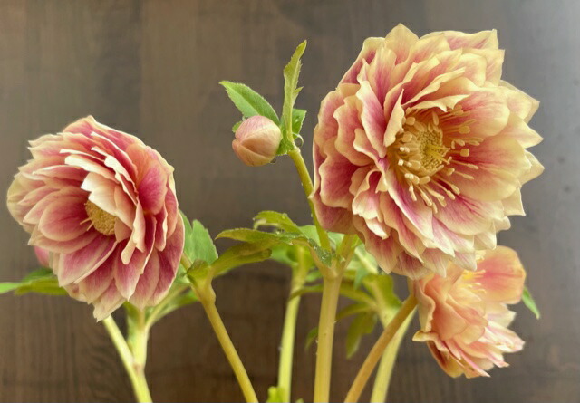 楽天市場】クリスマスローズ 広瀬園芸 ソレイユDD : GardenShop LaCotto