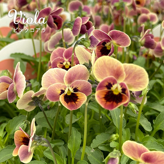 楽天市場】【まもなく予約締切】【予約販売】 ビオラ ピンクコアラ 9cm