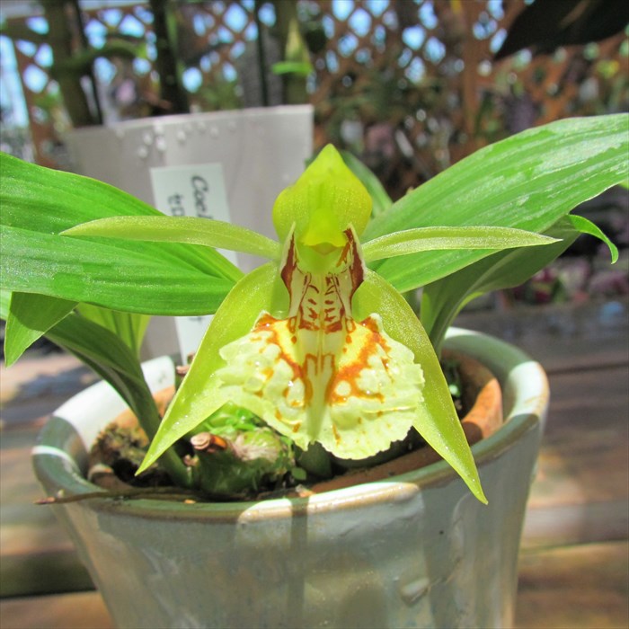 楽天市場】【まもなく予約締切】 【予約販売】 洋ラン【開花見込株