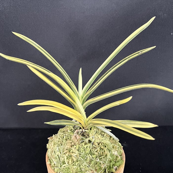 楽天市場】富貴蘭 富貴殿の通販