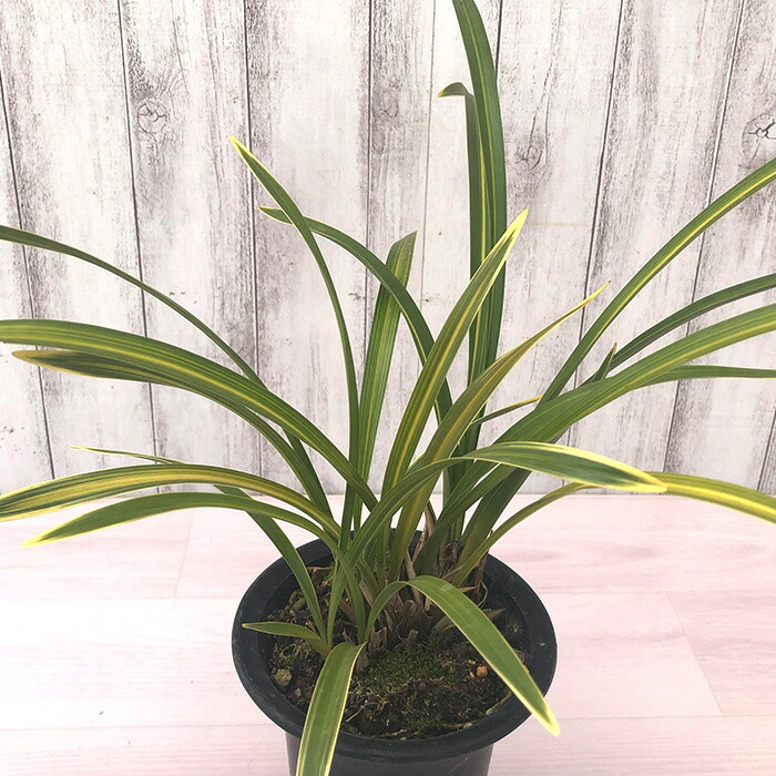 楽天市場】【花芽付き】キンリョウヘン 金稜辺 常盤錦 斑入り 4号鉢 苗