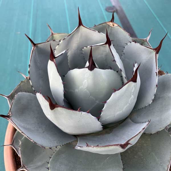 アガベ パリートルンカータ / パリートランカータ