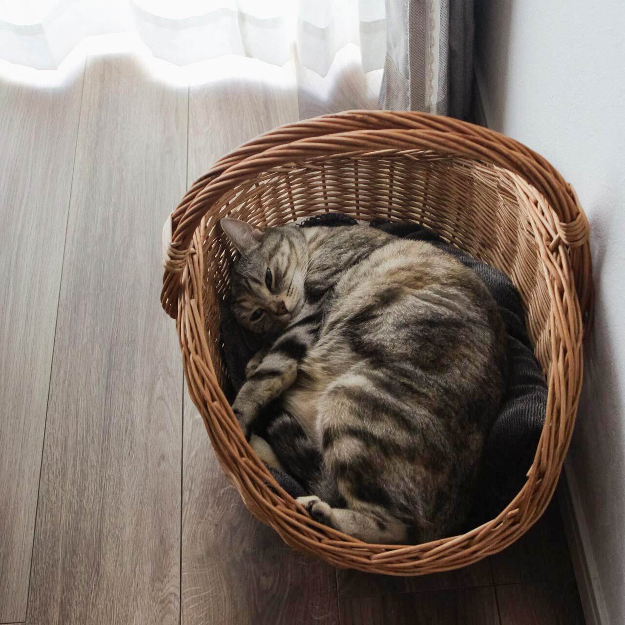 楽天市場】ラトビア 猫かご 薪のバスケット 2サイズ PINUMUPASAULE