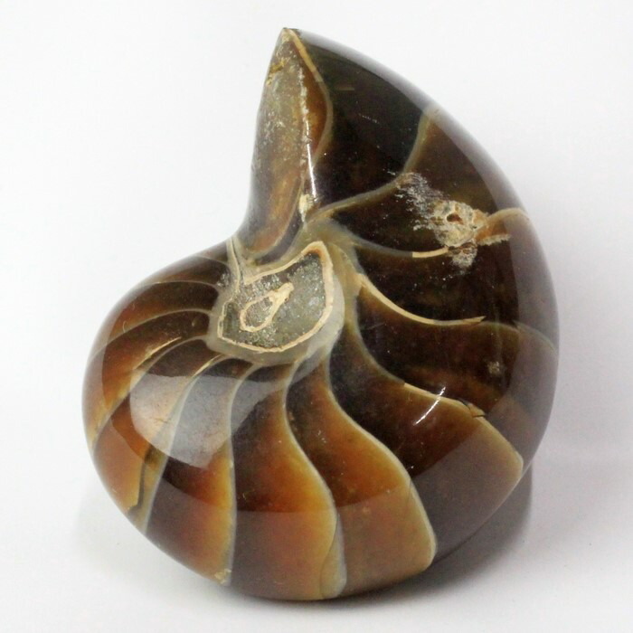 楽天市場】オウムガイ 化石｜オウムガイ オウム貝 アンモナイト