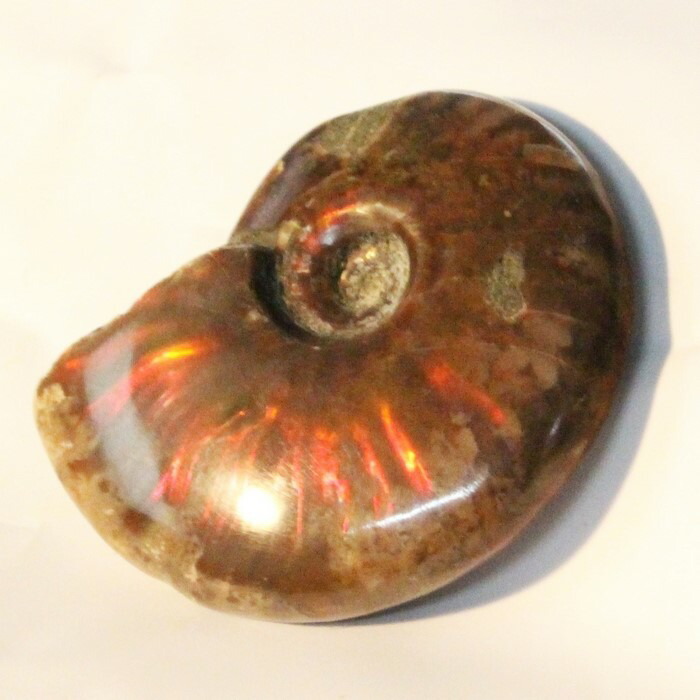 楽天市場】【虹に輝く一級品】アンモナイト 化石 虹 レインボー