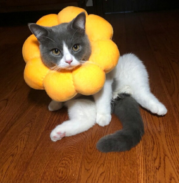 楽天市場】エリザベスカラー ひまわり型首輪 超可愛い 調整可能 猫用