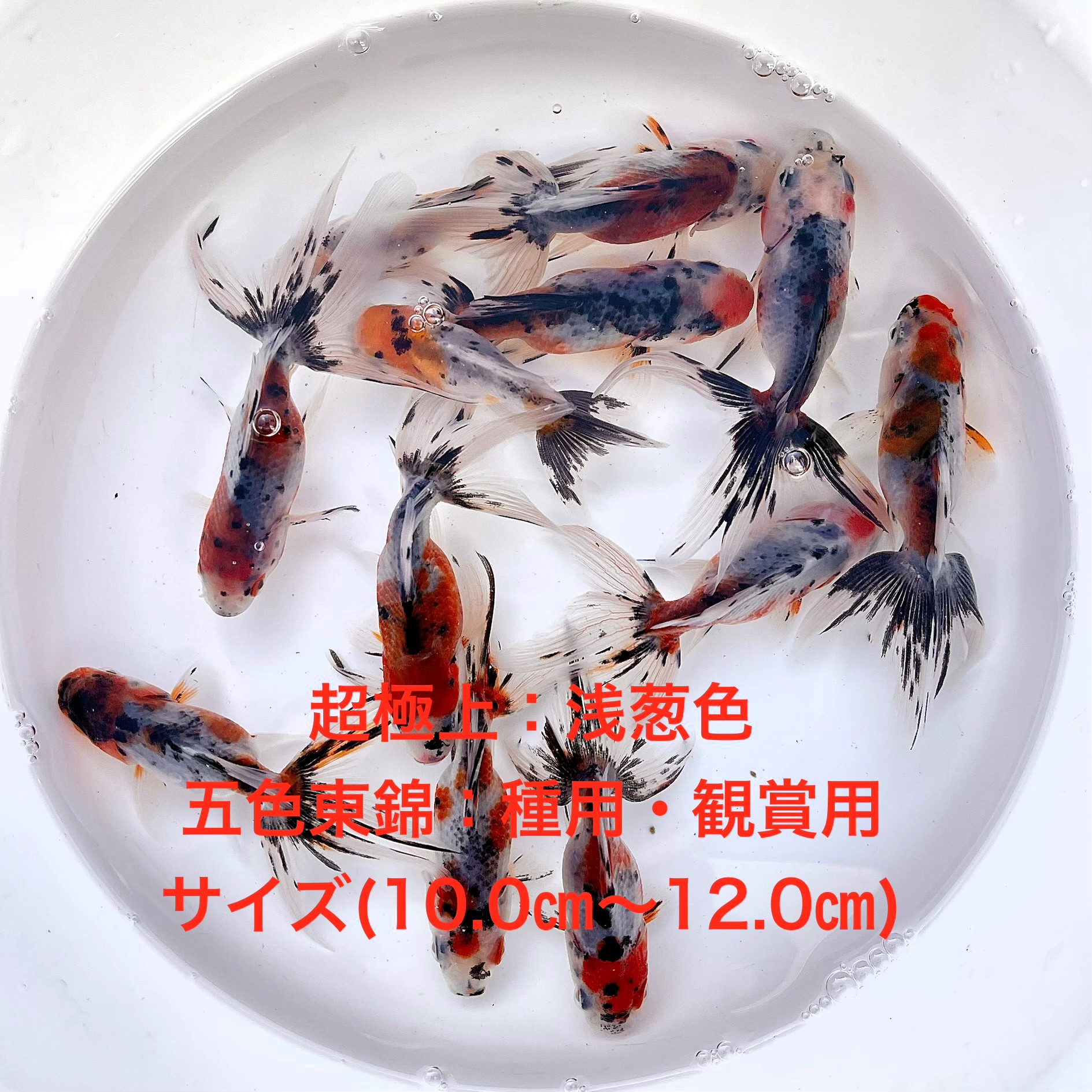 楽天市場 | まこっぺめだかランド楽天市場店 - メダカ 水草等を扱っ