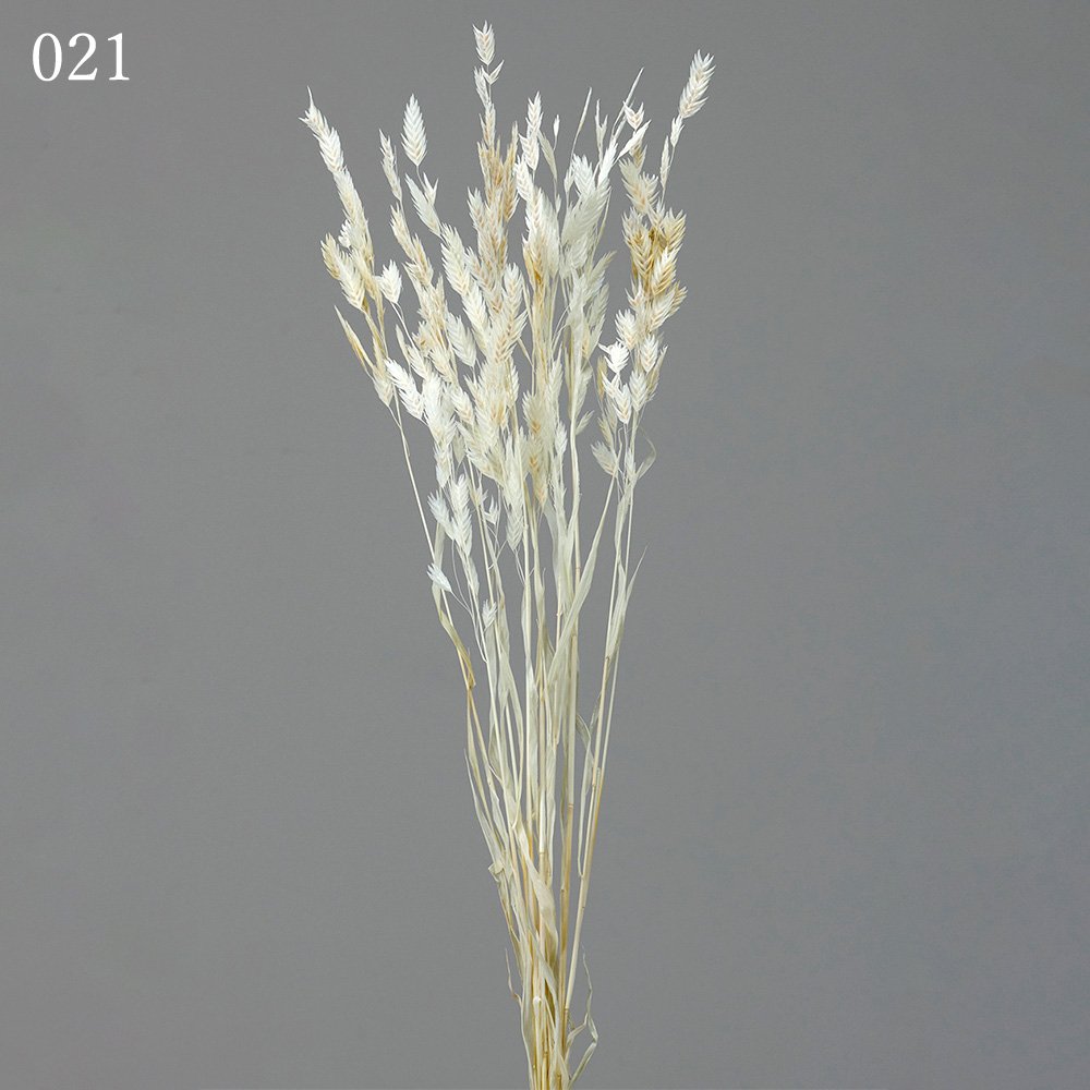 楽天市場】ドライフラワー 花材 とりよせ品 ワイルドオーツ 花材 素材