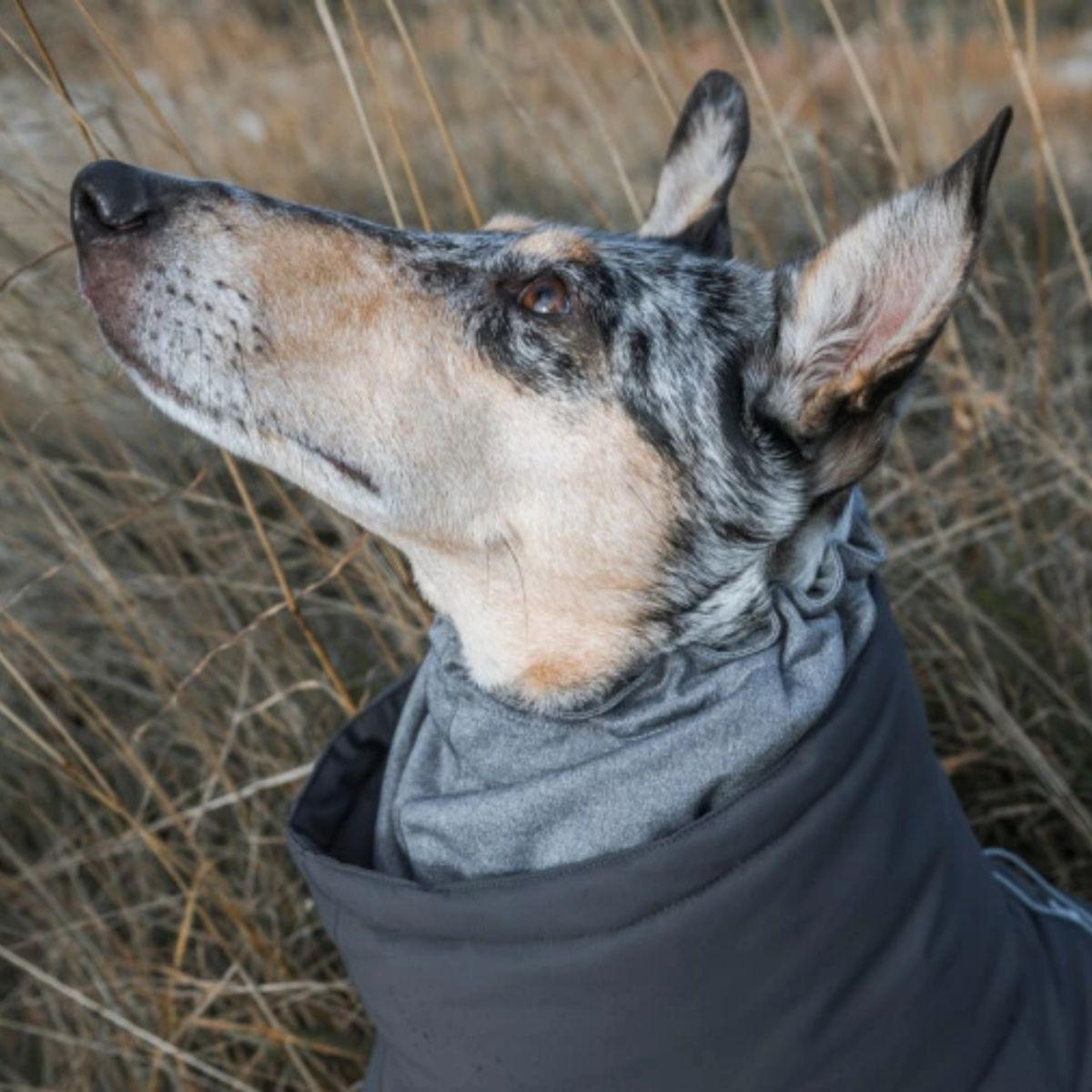 楽天市場】【Hurtta フルッタ】エクストリームオーバーオール 35S/35M