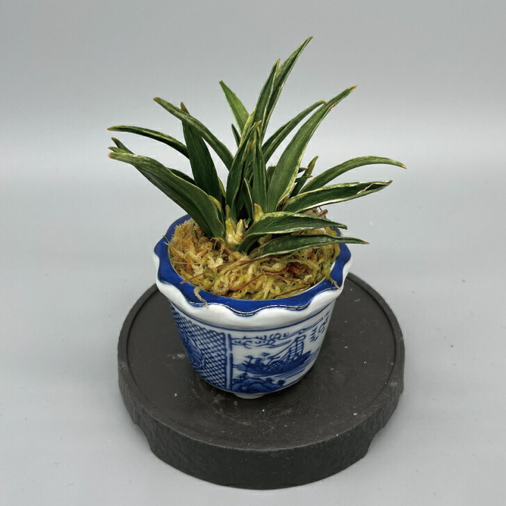 楽天市場】◇玉雀（和鉢）◇万年青 引っ越し万年青 おもと 開運植物