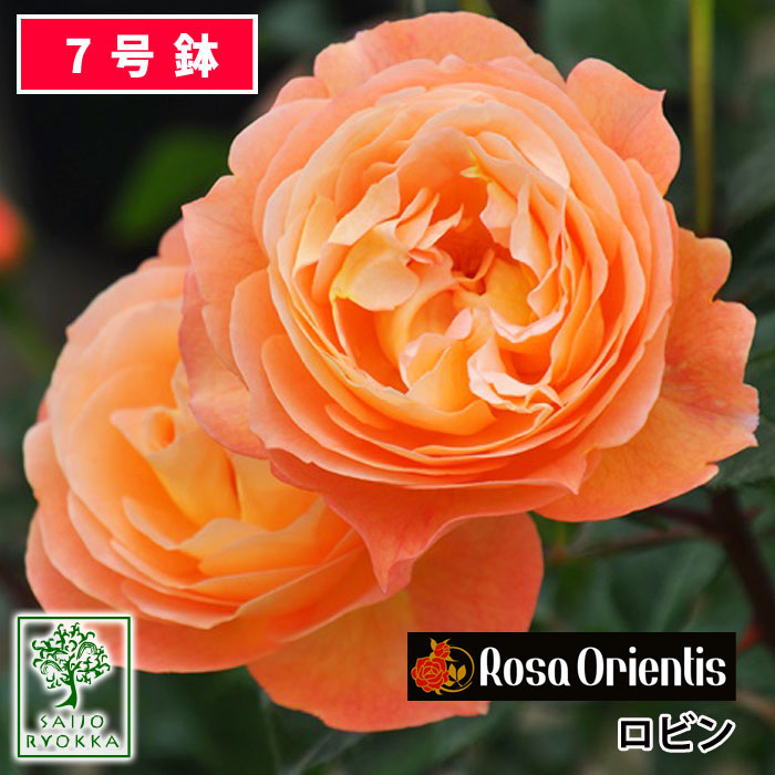 楽天市場】予約バラ苗 ロサオリエンティス ロビン 大苗 7号鉢 オレンジ