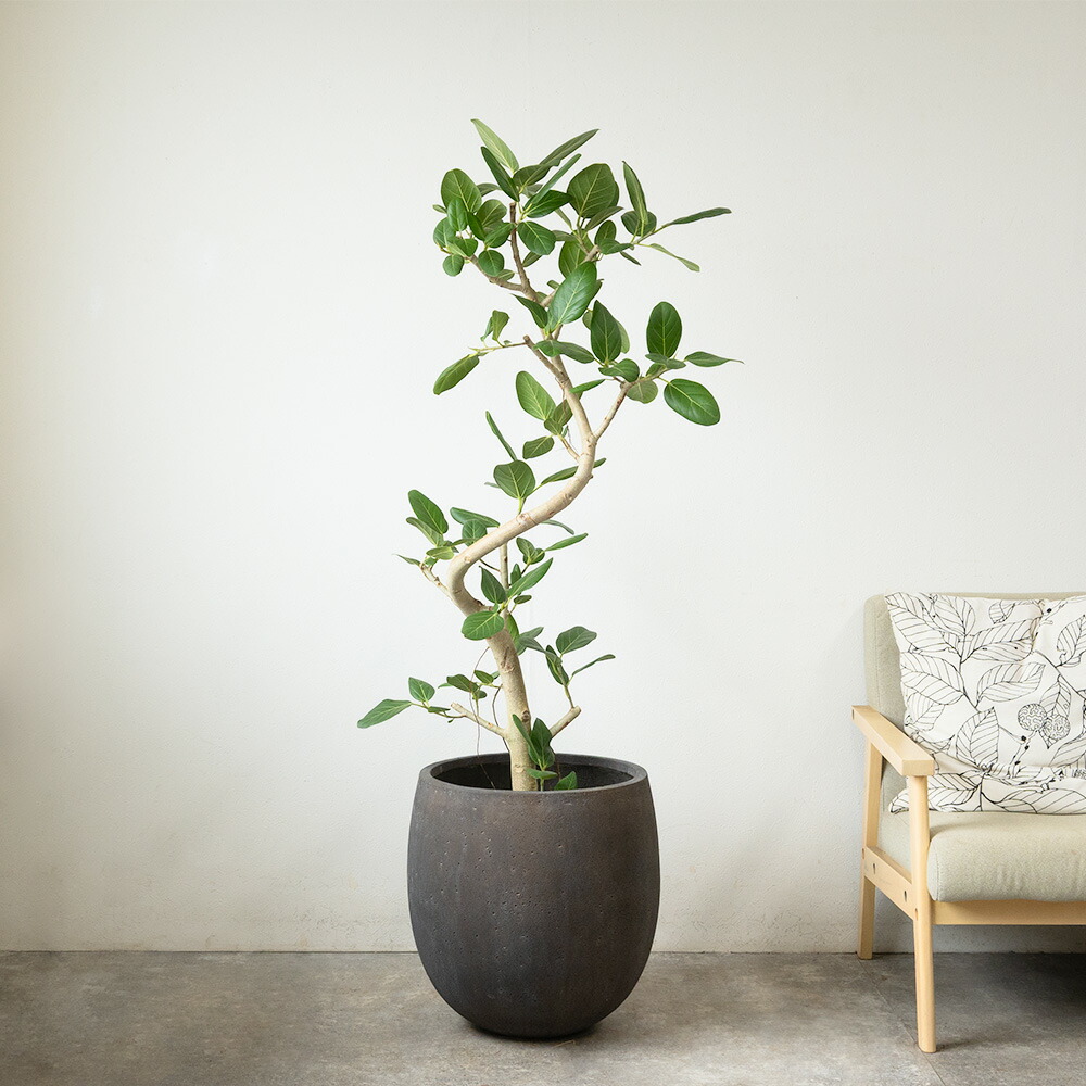 楽天市場】【6日までポイント5倍】フィカス ベンガレンシス 観葉植物