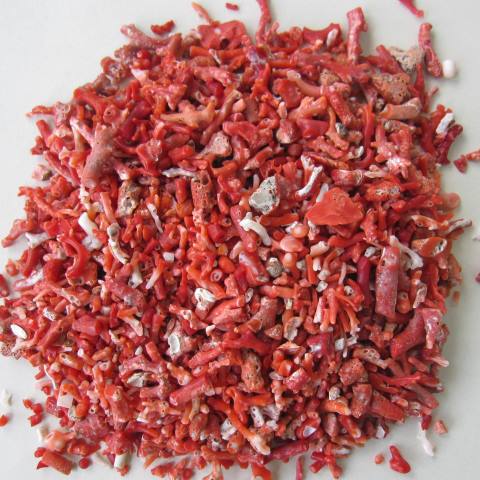 楽天市場】日本・高知産血赤珊瑚の拝見 原木 置物 艶出し加工済み 飾り