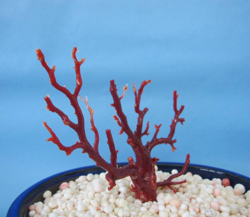 楽天市場】日本 高知沖産血赤珊瑚の拝見 置き物 原木 置物 飾り 盆栽風