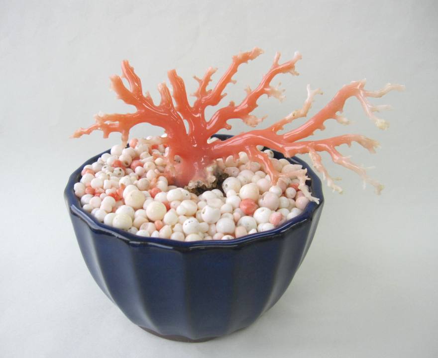 楽天市場】 原木拝見 : 珊瑚職人館ー土佐