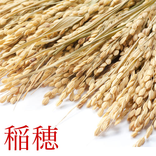 楽天市場】【 稲穂 いなほ 稲 1束/約100本】 こしひかり 2025年産
