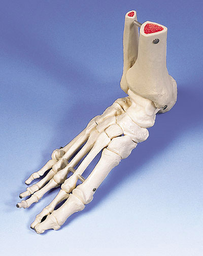 楽天市場】【特価販売】 3B社 足骨格模型 A31R 足の骨モデル脛骨・腓骨
