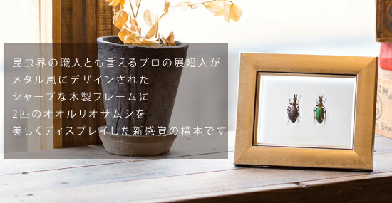 楽天市場】昆虫標本 オオルリオサムシ 2匹 メタリック調ライトフレーム