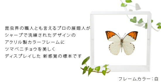 楽天市場】昆虫標本 蝶の標本 ツマベニチョウ アクリルフレーム 15cm角