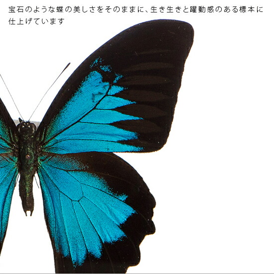 楽天市場】昆虫標本 蝶の標本 オオルリアゲハ メタリック調ライト