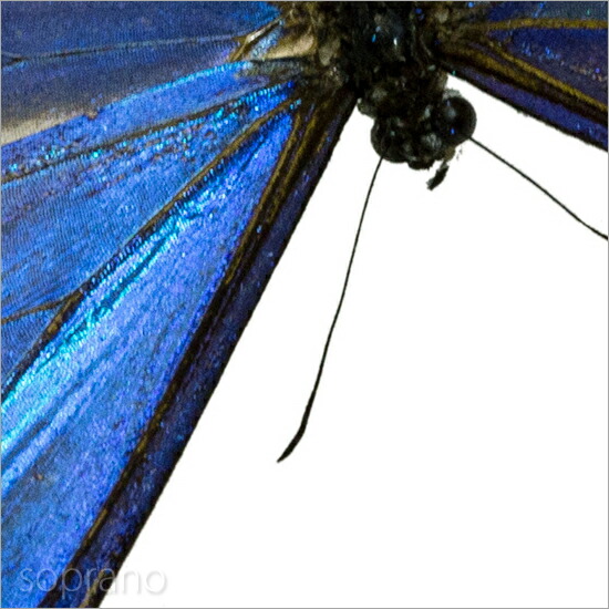 楽天市場】昆虫標本 蝶の標本 アドニスモルフォ メタリック調ライト