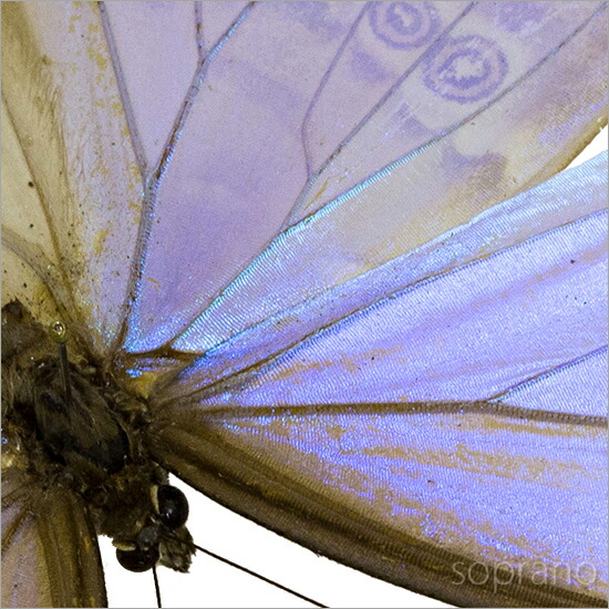 楽天市場】昆虫標本 蝶の標本 ゴダルティモルフォ ボリビア産 アクリル