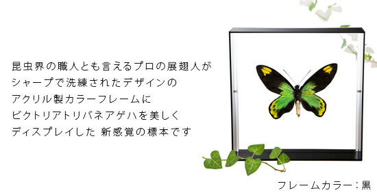 楽天市場】昆虫標本 蝶の標本 ビクトリアトリバネアゲハ アクリル