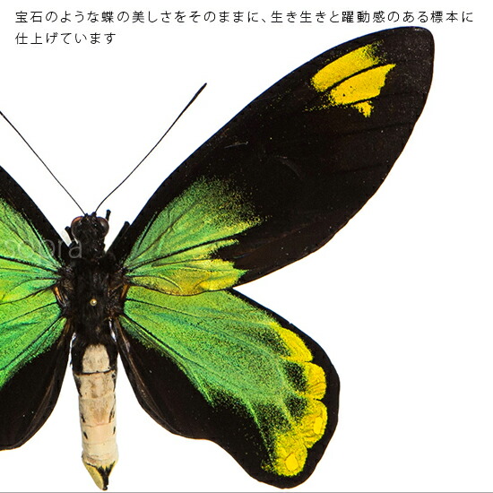 楽天市場】昆虫標本 蝶の標本 ビクトリアトリバネアゲハ アクリル