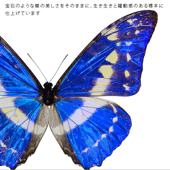 楽天市場】昆虫標本 蝶の標本 キプリスモルフォ アクリルフレーム 20cm