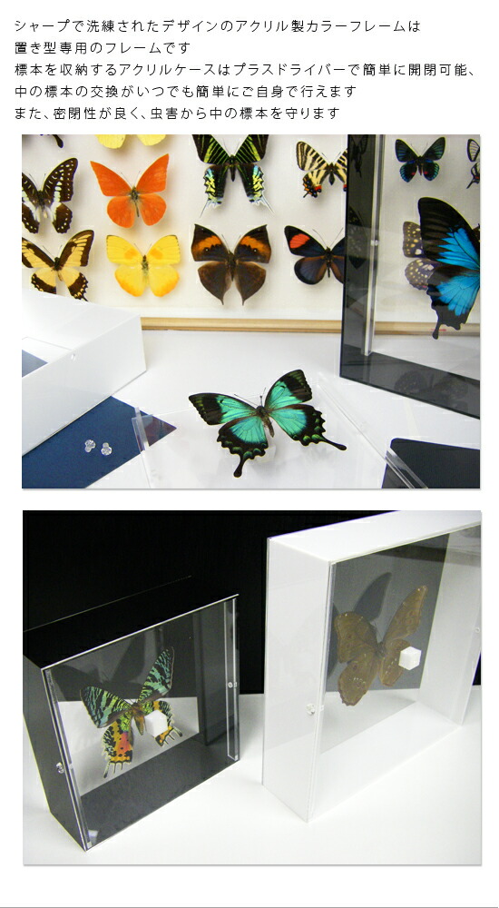 楽天市場】昆虫標本 蝶の標本 メネラウスモルフォ アクリルフレーム