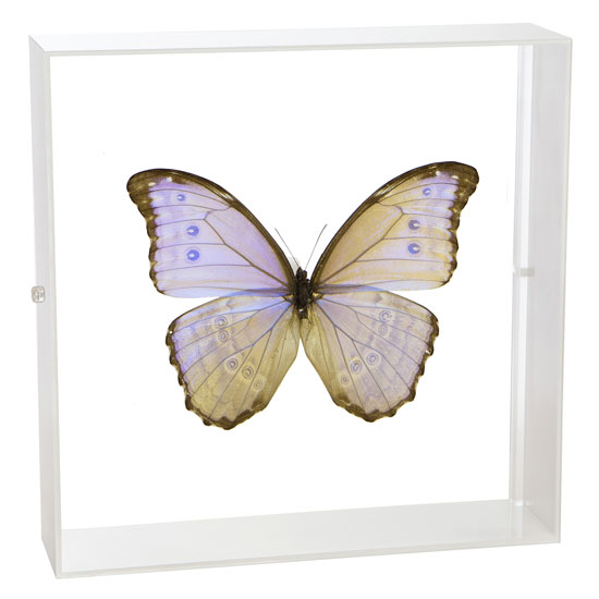 楽天市場】昆虫標本 蝶の標本 ゴダルティモルフォ ボリビア産 アクリル