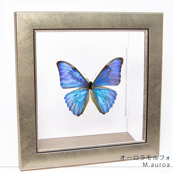 楽天市場】昆虫標本 蝶の標本 オーロラモルフォ メタリック調ライト