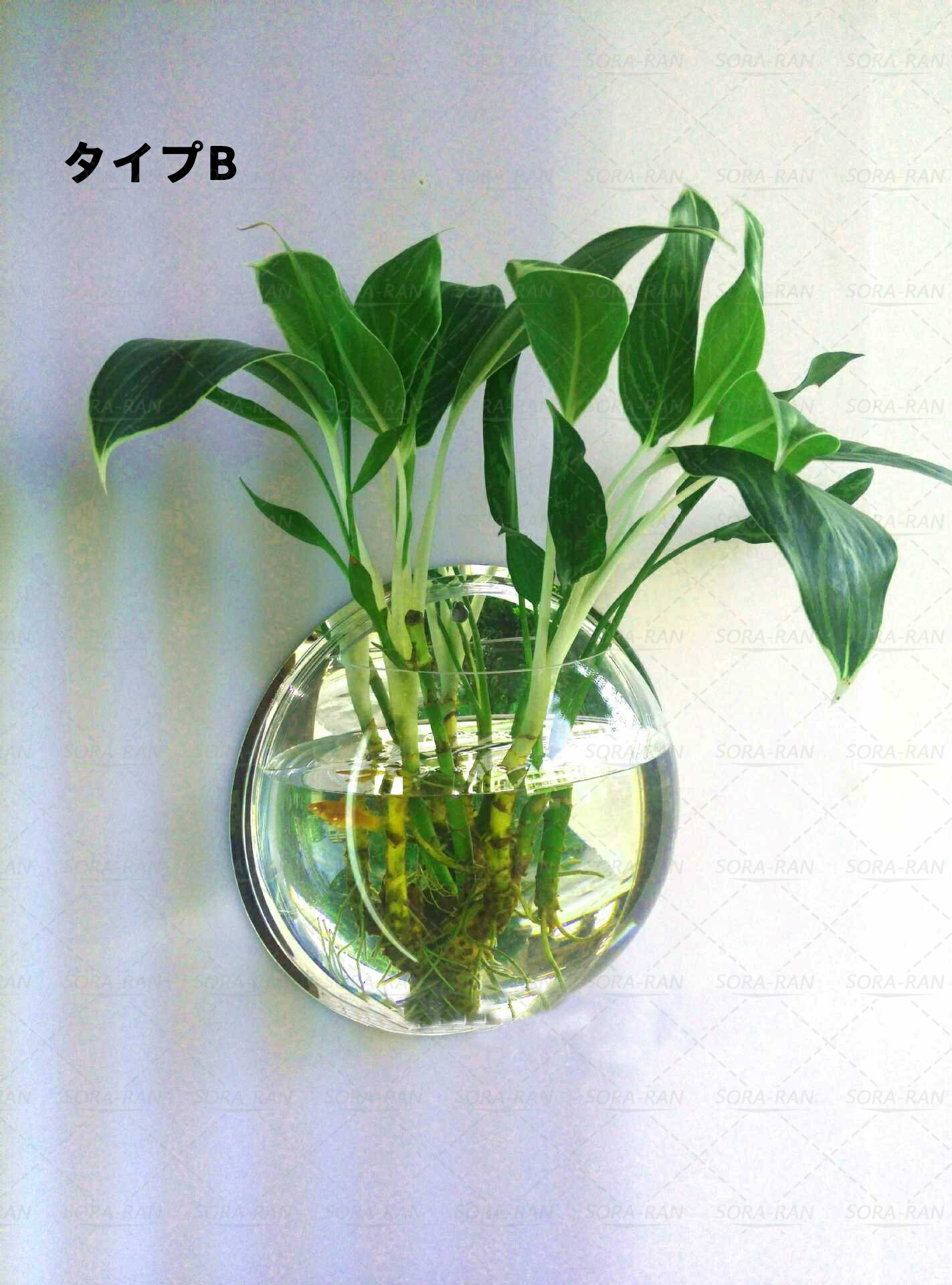 楽天市場】壁掛け水槽 吊り下げ金魚鉢 アクリル 植木鉢 花瓶