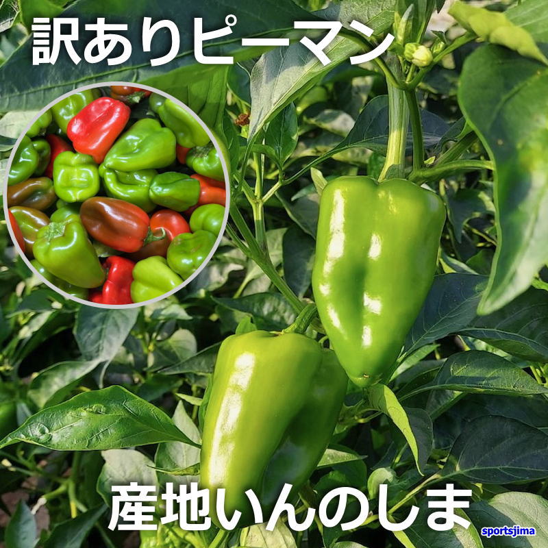 楽天市場】【9月3日水曜日発送予定】ピ−マン 訳あり ピーマン 限定