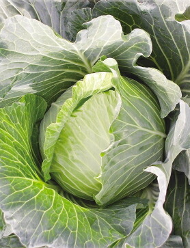 楽天市場】八江農芸 キャベツ きゃべつ 甘藍 菜食家 20ml : 種苗・園芸