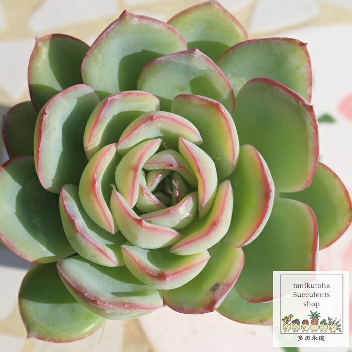 楽天市場】モーニングデュー エケベリア 韓国苗 Echeveria MORNING DUE