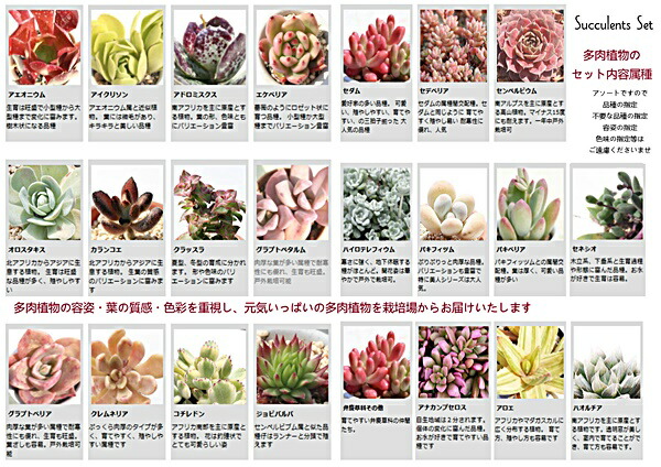 楽天市場】2026 多肉植物 5万円 福袋 90種 多肉植物 送料無料
