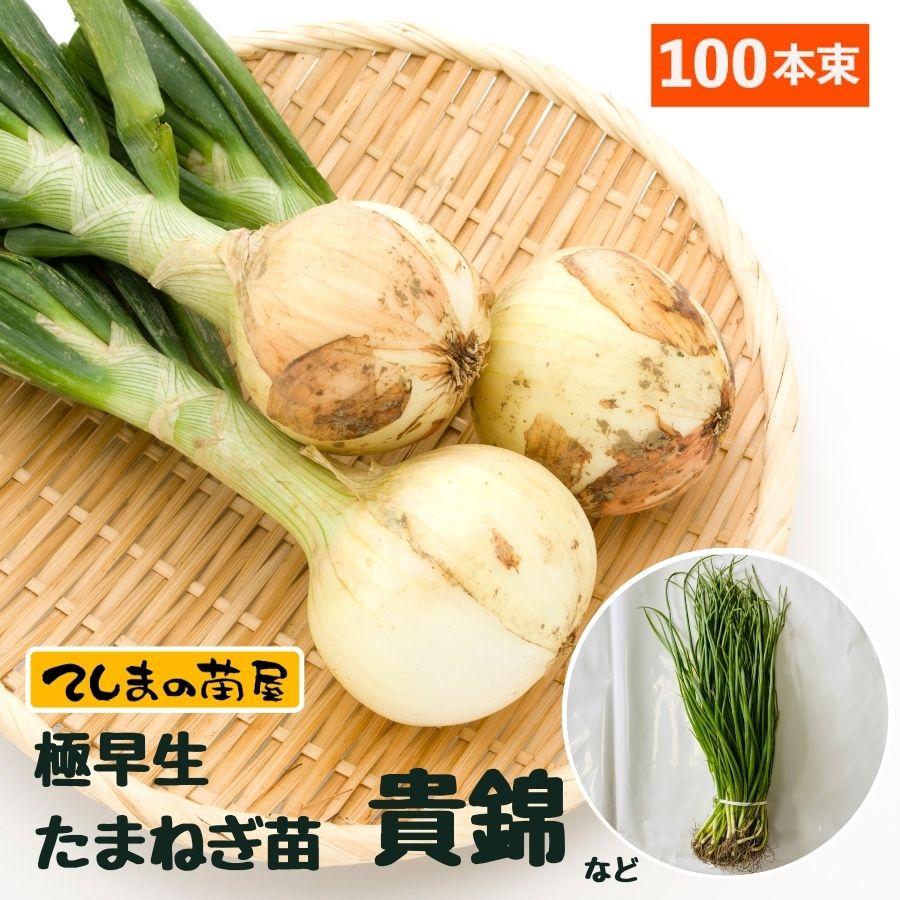 楽天市場】【予約受付中】 極早生 たまねぎ苗 約100本束 貴錦
