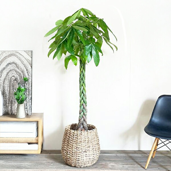 楽天市場】観葉植物 大型 パキラ 10号 法人様送料無料 手編み