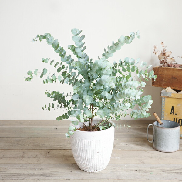 楽天市場】ユーカリ ホワイトテラコッタ鉢植え 観葉植物 送料無料 苗