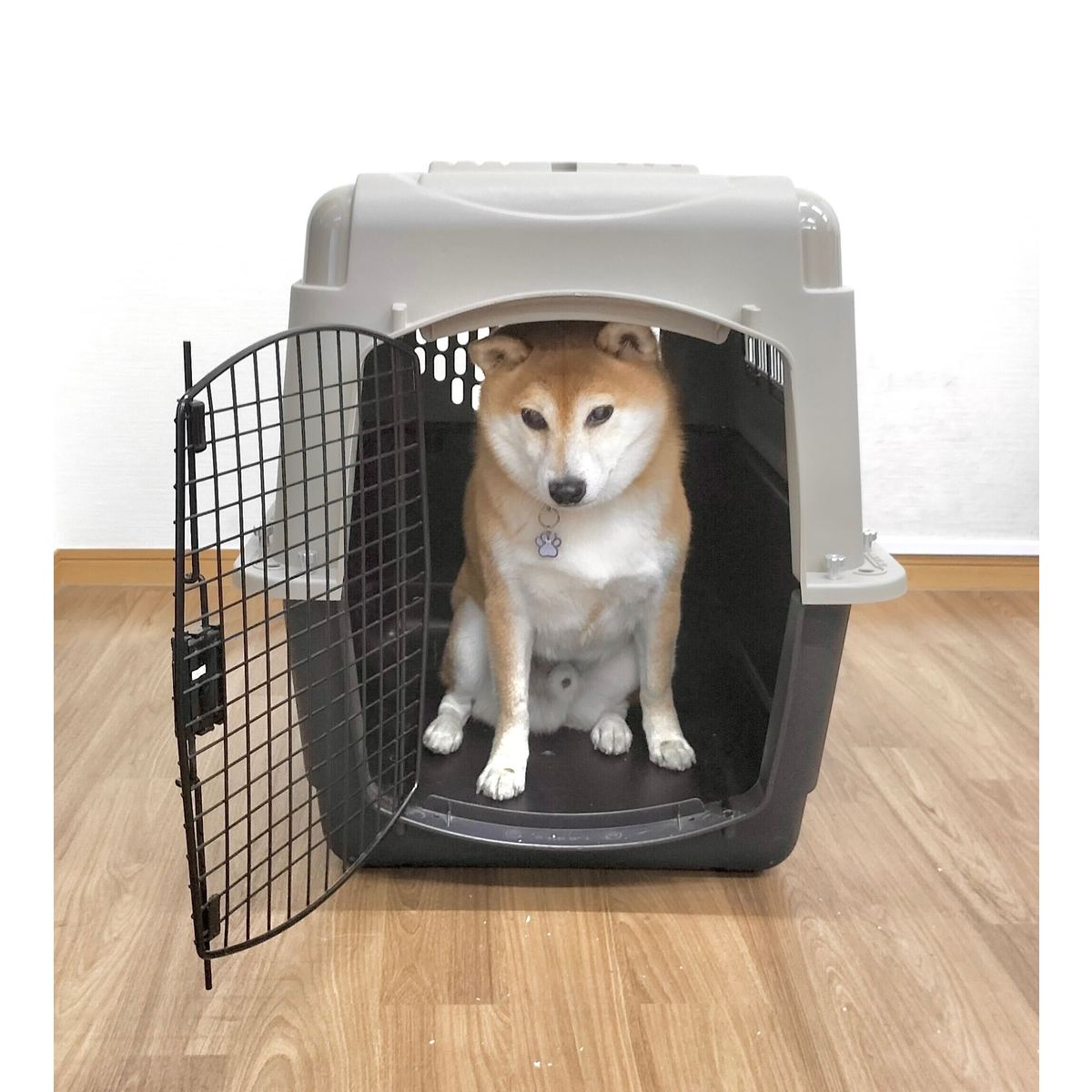 楽天市場】【10％ポイントバック 3/4(水)10：00〜3/18(水)09：59