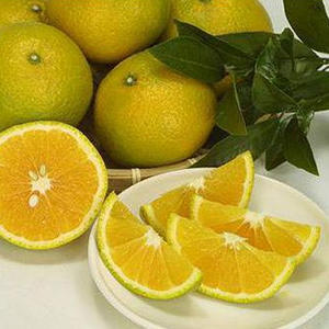 楽天市場】グリーンオレンジ 『 スイートスプリング 』 接ぎ木 15cm