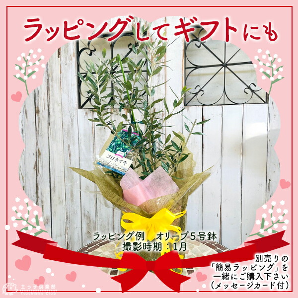 楽天市場】【3月5日18時から30％OFFクーポン対象】 オリーブ 株立ち