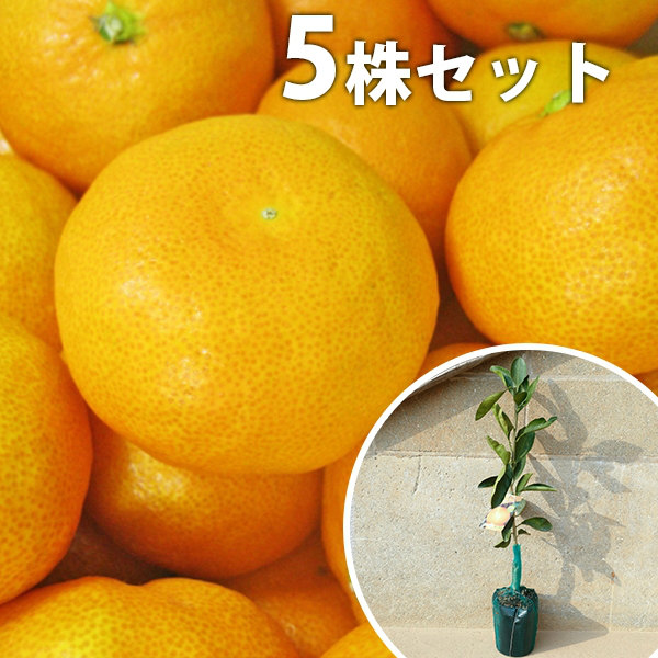 楽天市場】田口早生 苗の通販